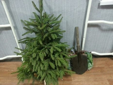 Сосну та два комбінезони для собак вкрали у Кременчуці Сосну та два комбінезони для собак вкрали у Кременчуці