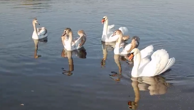 Лебедів з Міського саду забрали на зимівлю Лебедів з Міського саду забрали на зимівлю