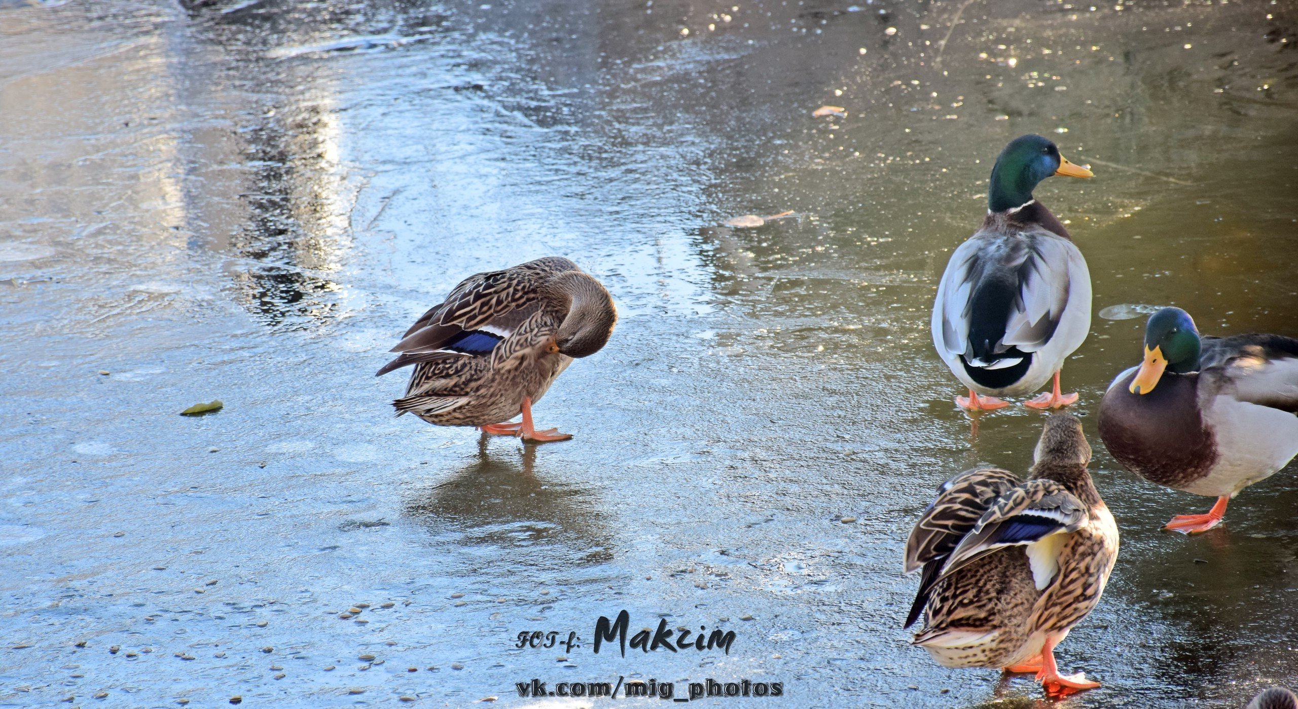 По озеру в Городском саду уже можно ходить... если ты - утка По озеру в Городском саду уже можно ходить... если ты - утка