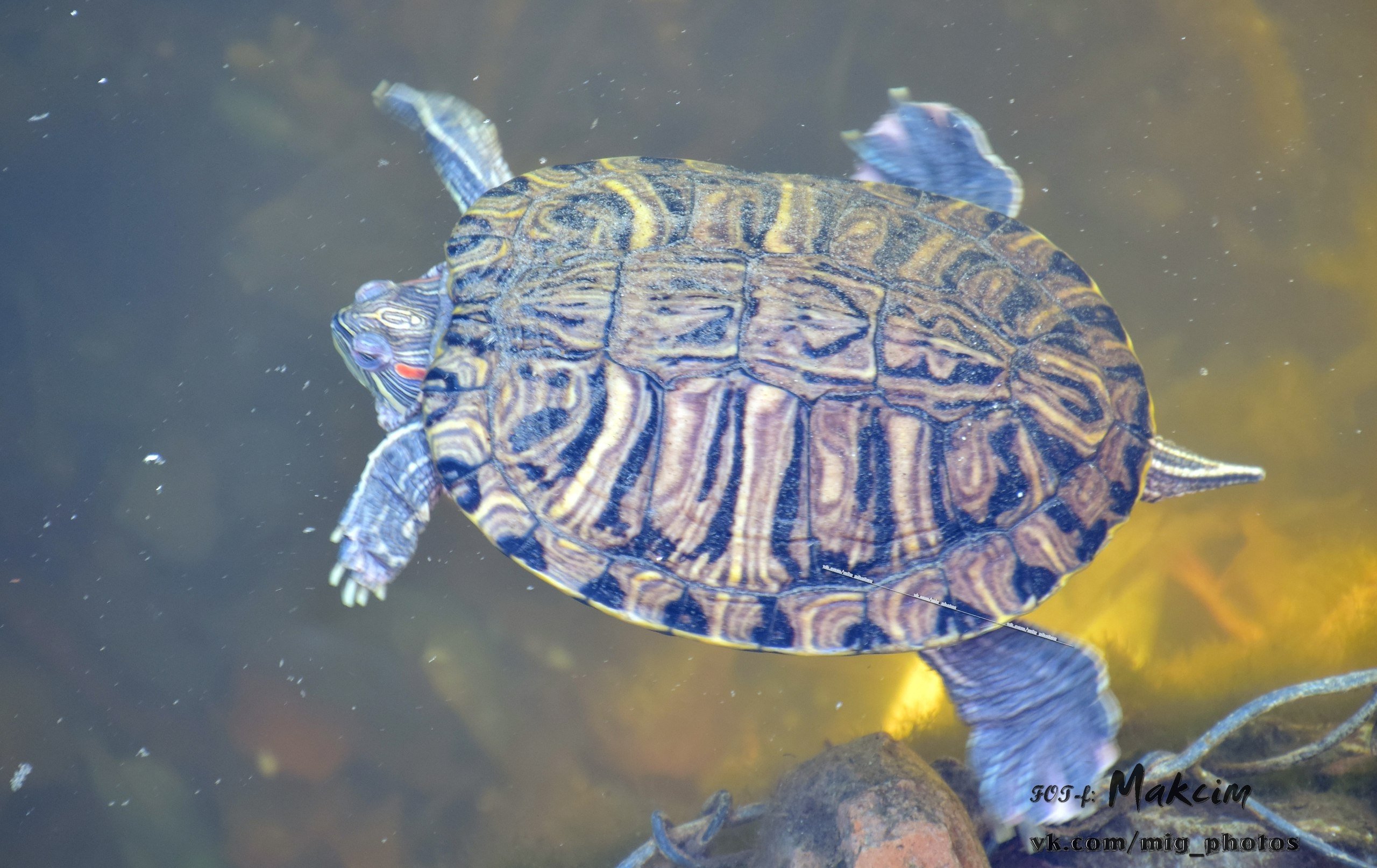 По озеру в Городском саду уже можно ходить... если ты - утка По озеру в Городском саду уже можно ходить... если ты - утка