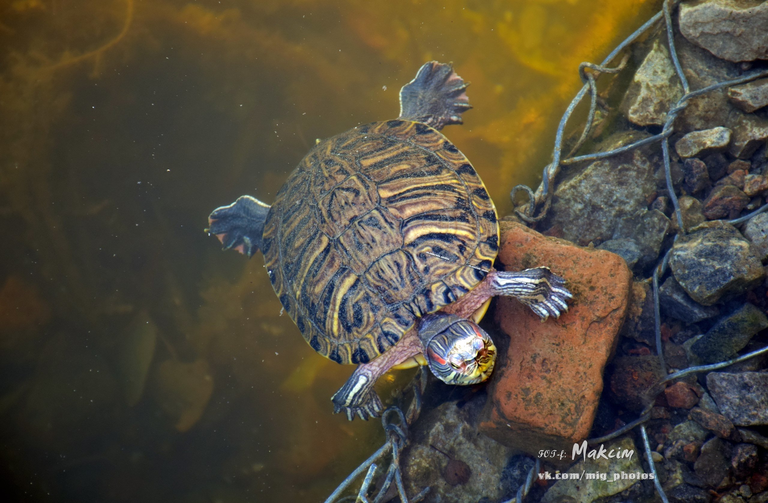 По озеру в Городском саду уже можно ходить... если ты - утка По озеру в Городском саду уже можно ходить... если ты - утка