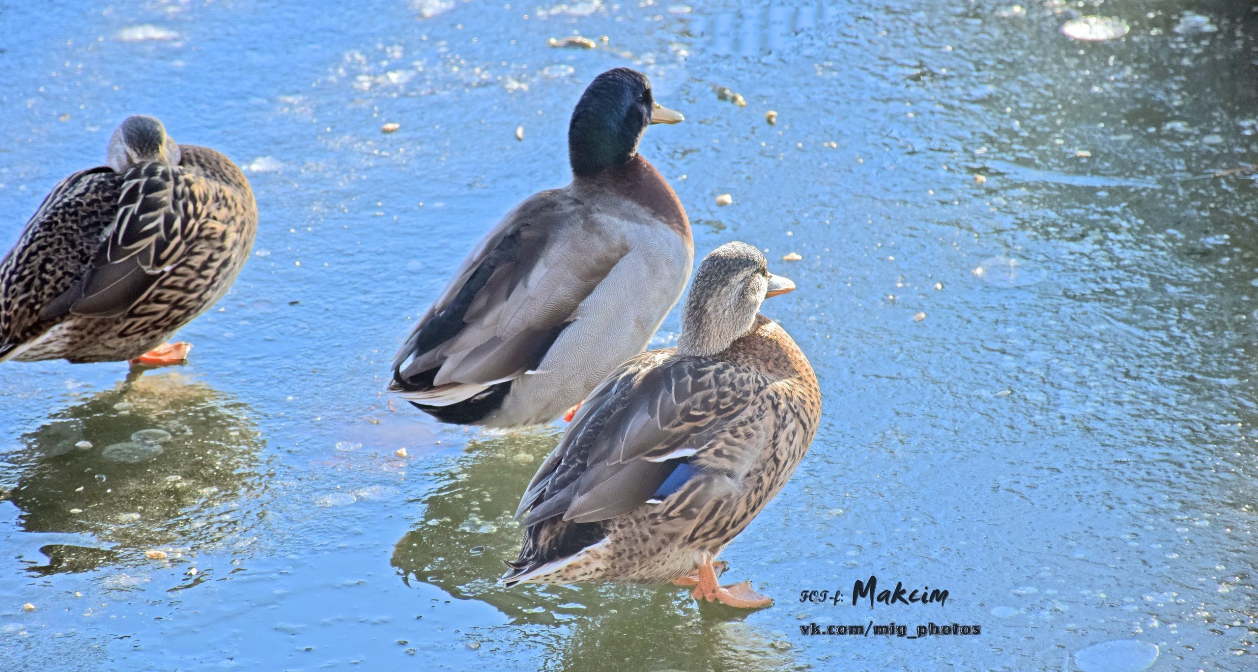 По озеру в Городском саду уже можно ходить... если ты - утка По озеру в Городском саду уже можно ходить... если ты - утка