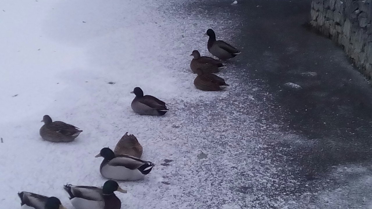 З Міського саду вже вкрали одну качку З Міського саду вже вкрали одну качку