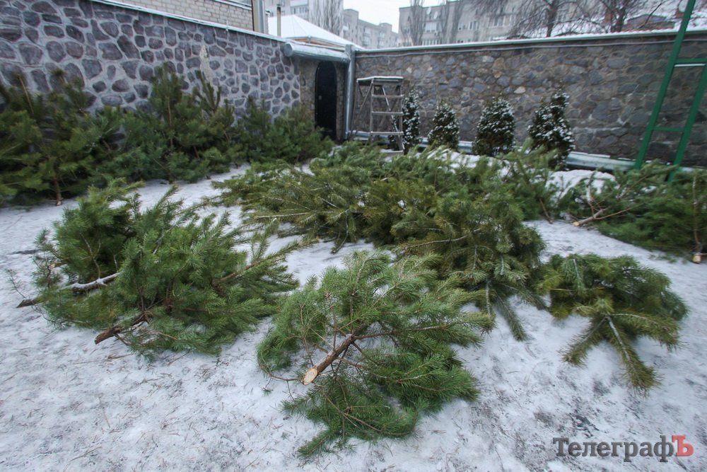 У Кременчуці вже можна придбати сосну на Новий рік У Кременчуці вже можна придбати сосну на Новий рік