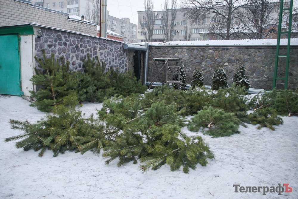 У Кременчуці вже можна придбати сосну на Новий рік У Кременчуці вже можна придбати сосну на Новий рік