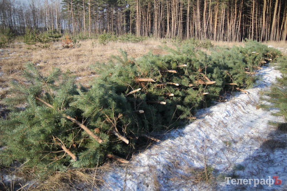 Как рубят новогодние ёлки Как рубят новогодние ёлки