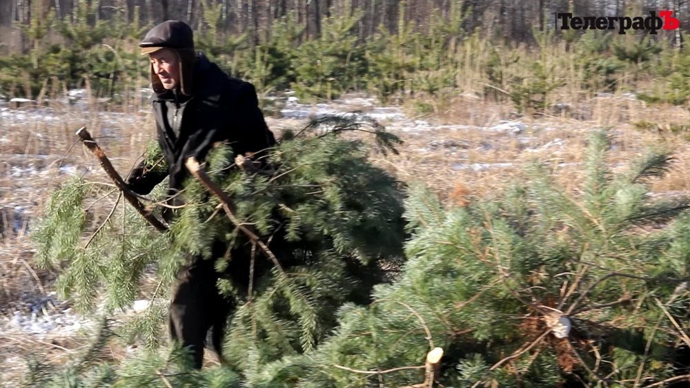 Как рубят новогодние ёлки Как рубят новогодние ёлки