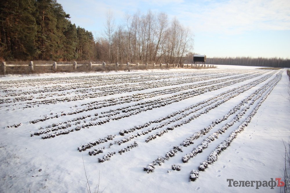 Как рубят новогодние ёлки Как рубят новогодние ёлки