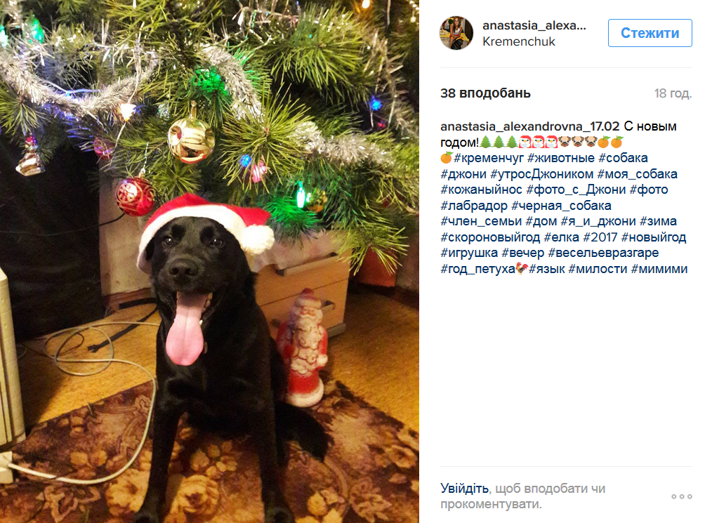 Предновогодний закат, домашние любимцы и городская ёлка: чем делились кременчужане в соцсетях на Новый год Предновогодний закат, домашние любимцы и городская ёлка: чем делились кременчужане в соцсетях на Новый год