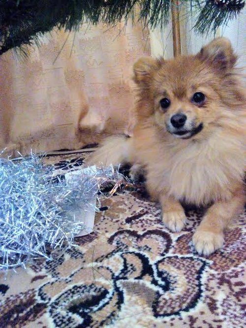 На костюмований парад тварин прийдуть навіть равлики, а вам слабо? Реєстрація тут! На костюмований парад тварин прийдуть навіть равлики, а вам слабо? Реєстрація тут!