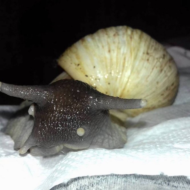 На костюмований парад тварин прийдуть навіть равлики, а вам слабо? Реєстрація тут! На костюмований парад тварин прийдуть навіть равлики, а вам слабо? Реєстрація тут!