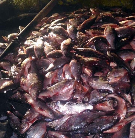 На Кременчуцькому водосховищі затримали бракон'єрів, які нарибалили на 150 000 гривень На Кременчуцькому водосховищі затримали бракон'єрів, які нарибалили на 150 000 гривень