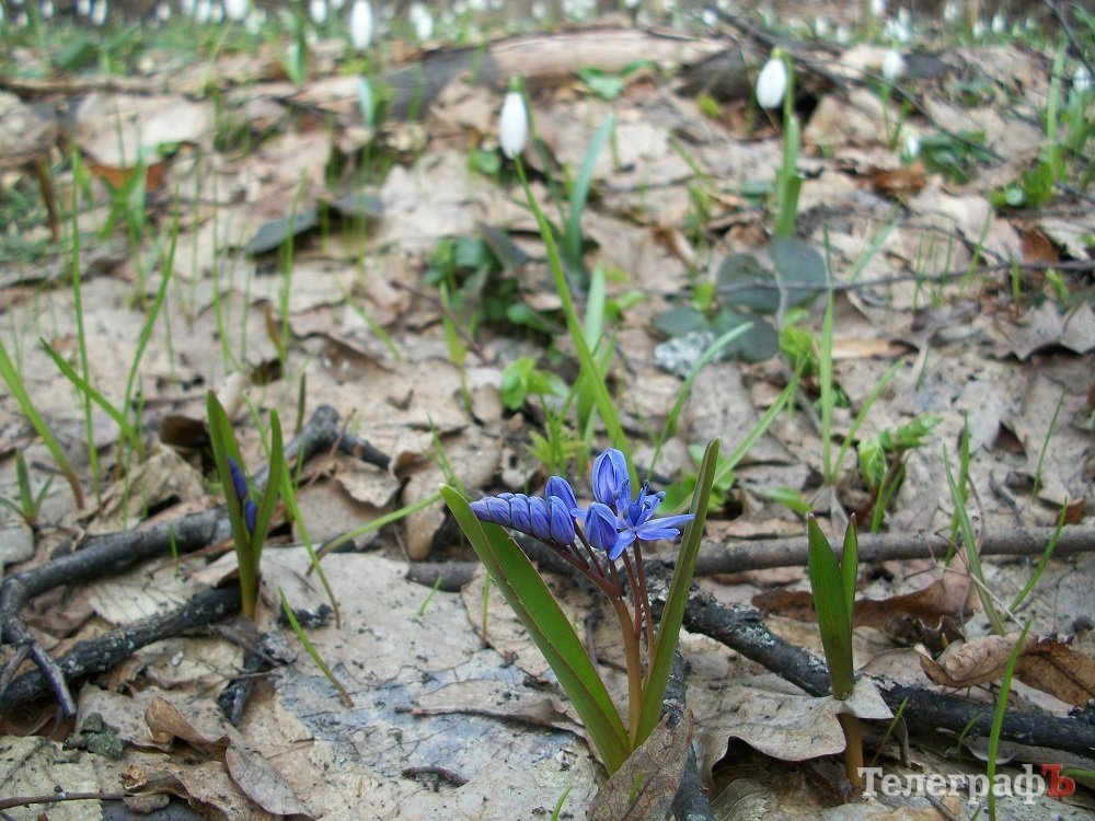 Где найти поляны подснежников вблизи Кременчуга Где найти поляны подснежников вблизи Кременчуга
