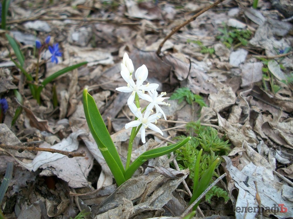 Где найти поляны подснежников вблизи Кременчуга Где найти поляны подснежников вблизи Кременчуга