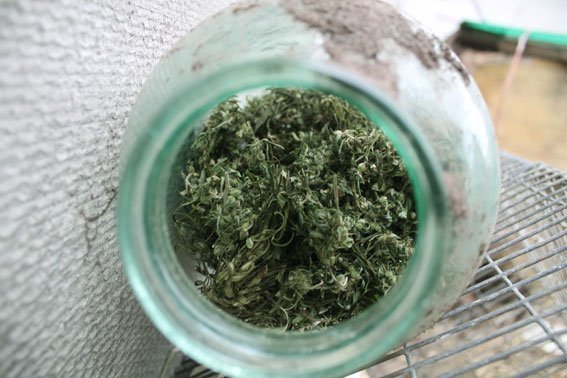 На Полтавщині у чоловіка вилучили дві 3-літрові банки коноплі На Полтавщині у чоловіка вилучили дві 3-літрові банки коноплі