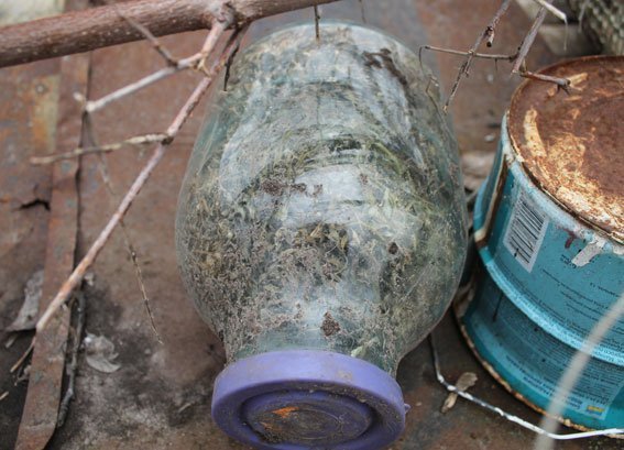 На Полтавщині у чоловіка вилучили дві 3-літрові банки коноплі На Полтавщині у чоловіка вилучили дві 3-літрові банки коноплі