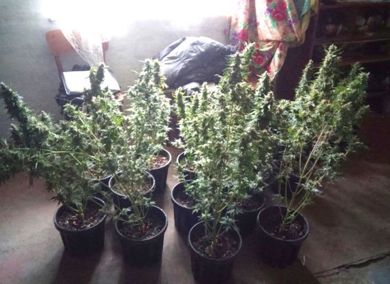 Под Кременчугом мужчина выращивал коноплю в горшочках Под Кременчугом мужчина выращивал коноплю в горшочках