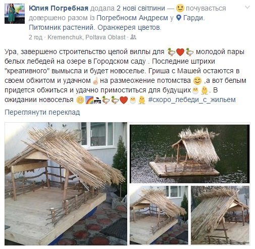 Чорні окремо від білих: у лебедів на озері у Міському саду будуть різні будинки Чорні окремо від білих: у лебедів на озері у Міському саду будуть різні будинки