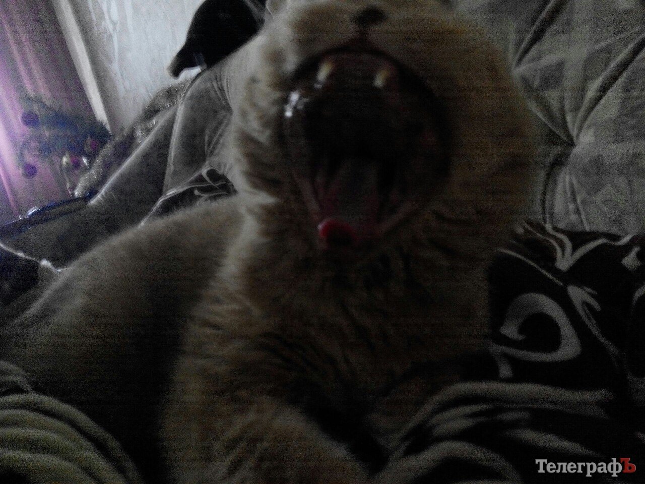 «Эту гадость я жрать не могу!!!».«Кременчугский Телеграф» на диете: День 10-й. «Эту гадость я жрать не могу!!!».«Кременчугский Телеграф» на диете: День 10-й.