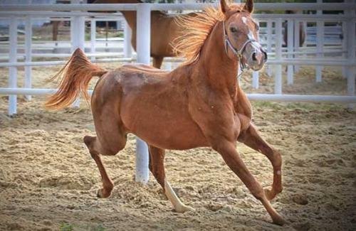 Фаст-фуд, крафтове пиво, писанки та картон: де кременчужанам пофестивалити у квітні Фаст-фуд, крафтове пиво, писанки та картон: де кременчужанам пофестивалити у квітні