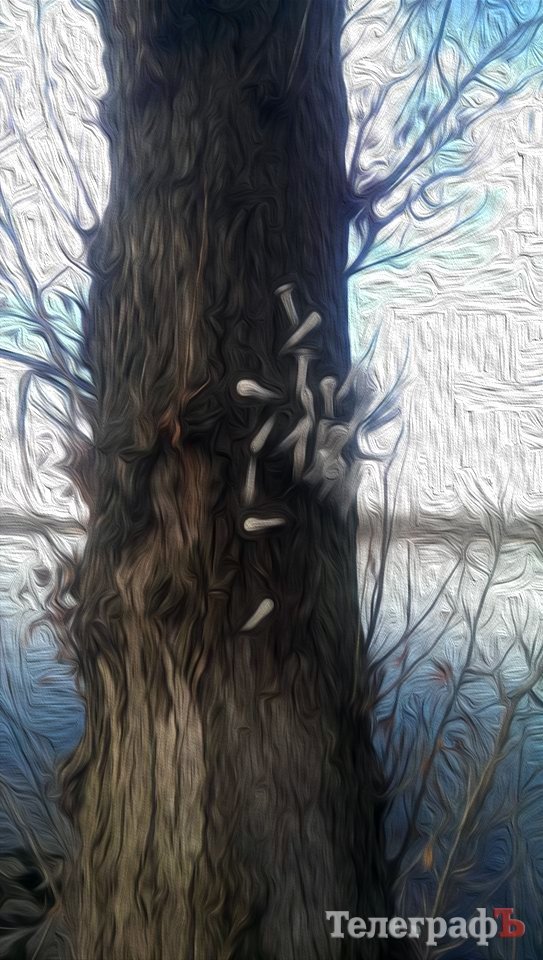 Приколы нашего городка: на обычном дереве на Раковке «распустились» шприцы Приколы нашего городка: на обычном дереве на Раковке «распустились» шприцы