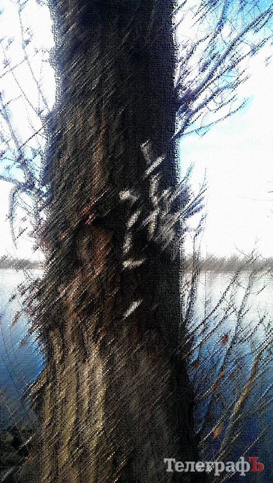 Приколы нашего городка: на обычном дереве на Раковке «распустились» шприцы Приколы нашего городка: на обычном дереве на Раковке «распустились» шприцы