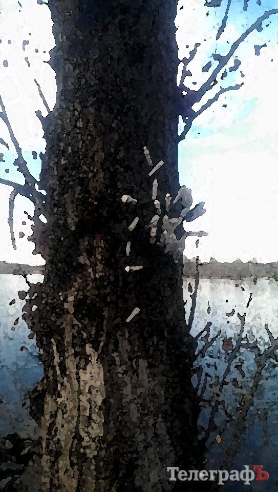 Приколы нашего городка: на обычном дереве на Раковке «распустились» шприцы Приколы нашего городка: на обычном дереве на Раковке «распустились» шприцы