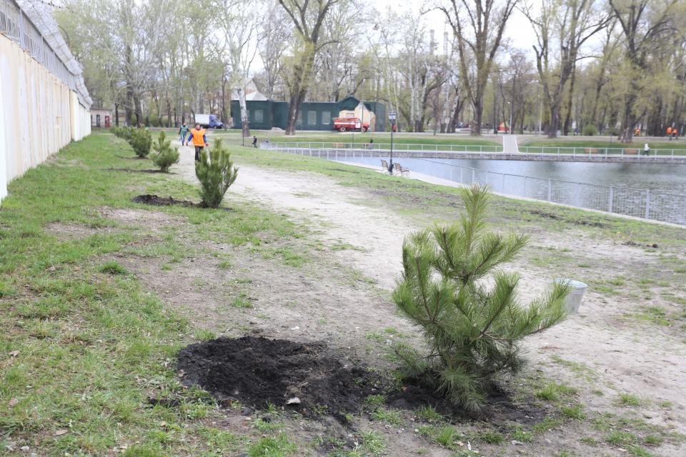 Малеча «Кременя» висадила у Міському саду алею сосен Малеча «Кременя» висадила у Міському саду алею сосен