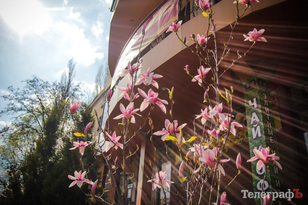 Встигніть зробити селфі з екзотичним деревцем у Кременчуці Встигніть зробити селфі з екзотичним деревцем у Кременчуці