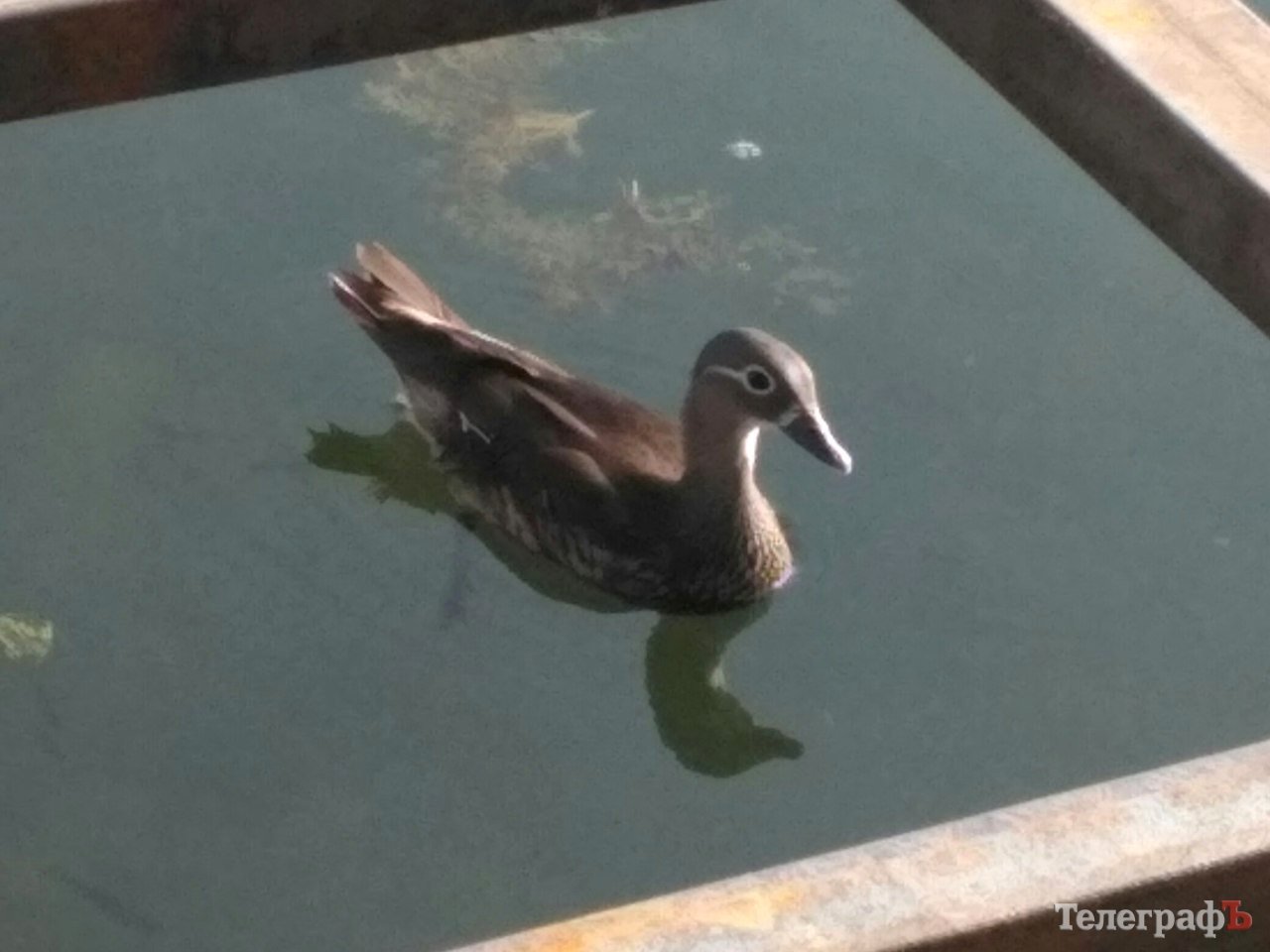 На 230-річчя Міському саду подарували «Мадам лимон» та мандаринку з каролінкою На 230-річчя Міському саду подарували «Мадам лимон» та мандаринку з каролінкою