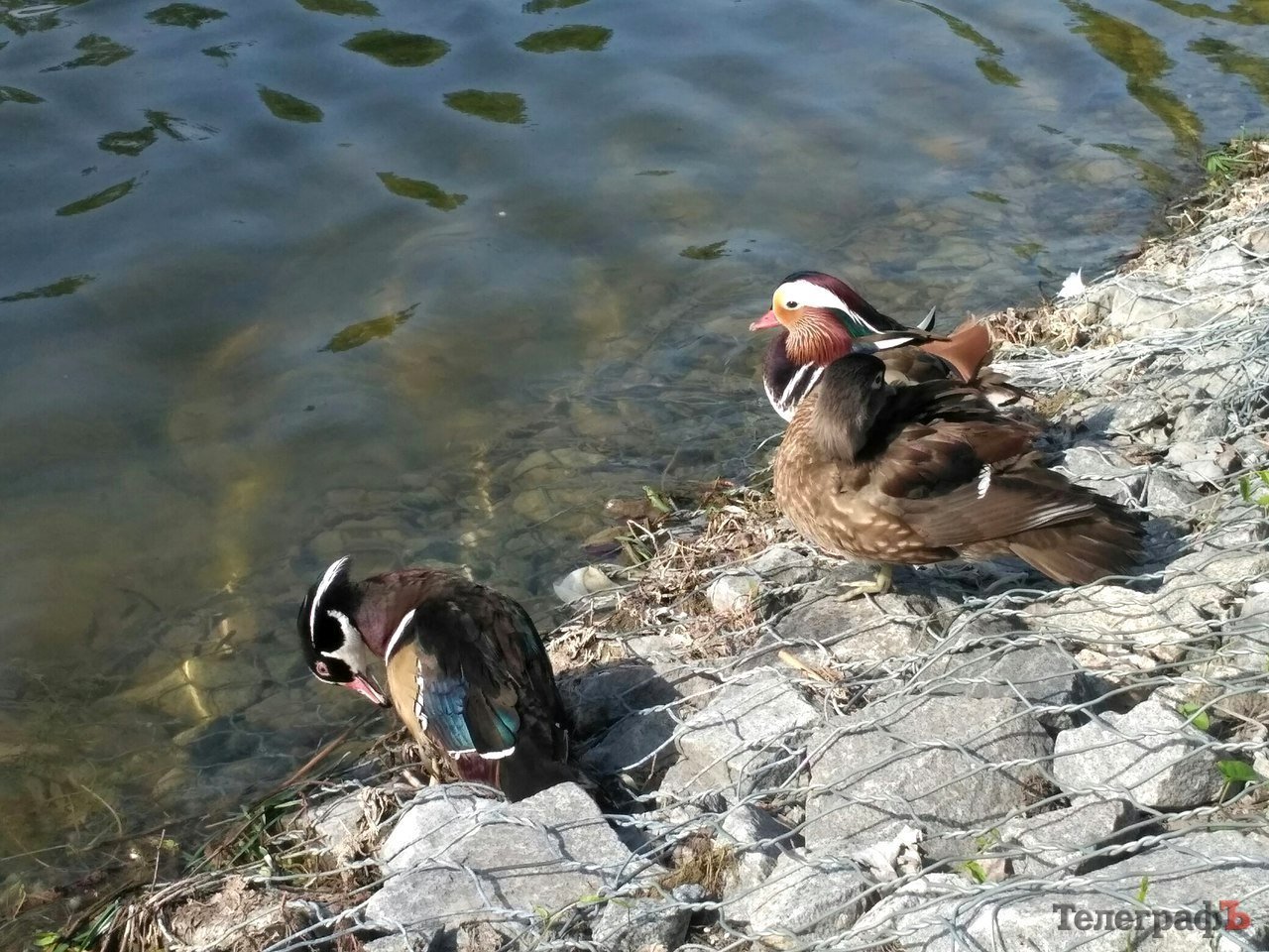 На 230-річчя Міському саду подарували «Мадам лимон» та мандаринку з каролінкою На 230-річчя Міському саду подарували «Мадам лимон» та мандаринку з каролінкою