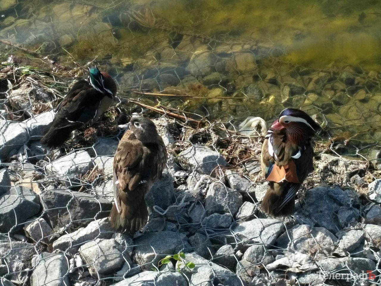 На 230-річчя Міському саду подарували «Мадам лимон» та мандаринку з каролінкою На 230-річчя Міському саду подарували «Мадам лимон» та мандаринку з каролінкою