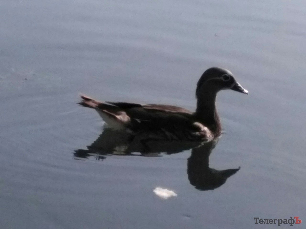 На 230-річчя Міському саду подарували «Мадам лимон» та мандаринку з каролінкою На 230-річчя Міському саду подарували «Мадам лимон» та мандаринку з каролінкою