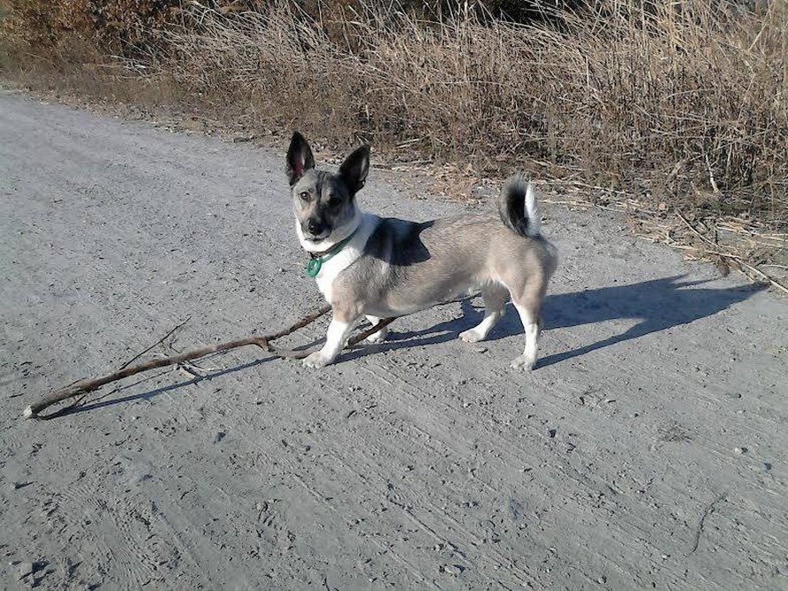 Пес-мисливець, равлики-футболісти: знайомтеся, учасники параду тварин у Кременчуці Пес-мисливець, равлики-футболісти: знайомтеся, учасники параду тварин у Кременчуці