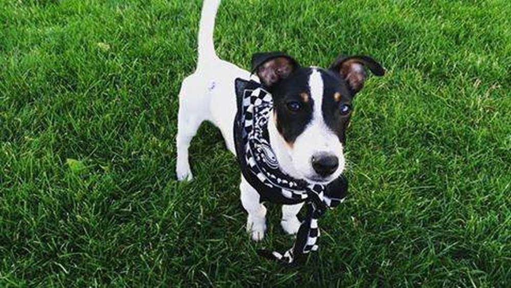 Пес-мисливець, равлики-футболісти: знайомтеся, учасники параду тварин у Кременчуці Пес-мисливець, равлики-футболісти: знайомтеся, учасники параду тварин у Кременчуці