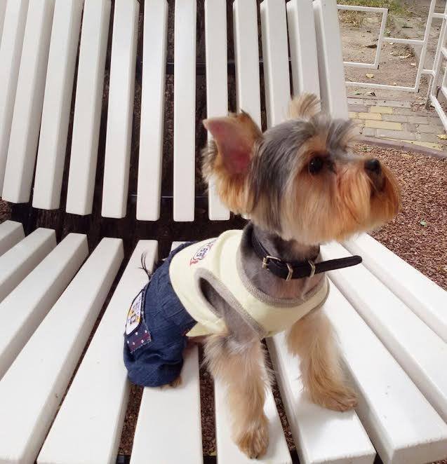 Пес-мисливець, равлики-футболісти: знайомтеся, учасники параду тварин у Кременчуці Пес-мисливець, равлики-футболісти: знайомтеся, учасники параду тварин у Кременчуці