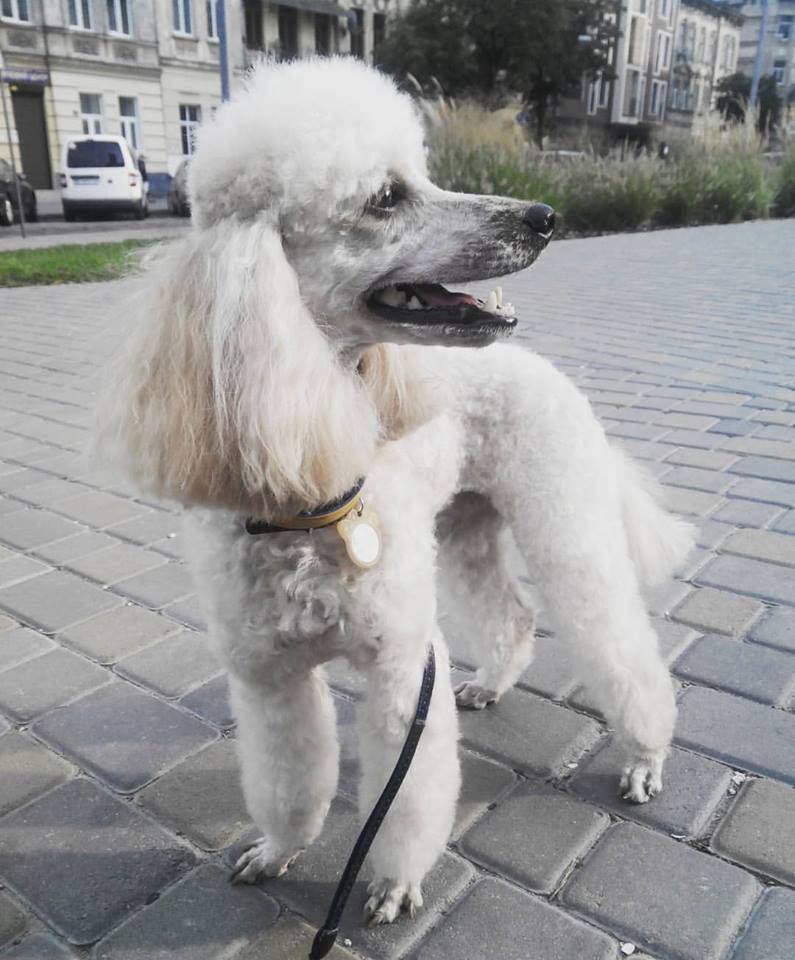 Пес-мисливець, равлики-футболісти: знайомтеся, учасники параду тварин у Кременчуці Пес-мисливець, равлики-футболісти: знайомтеся, учасники параду тварин у Кременчуці