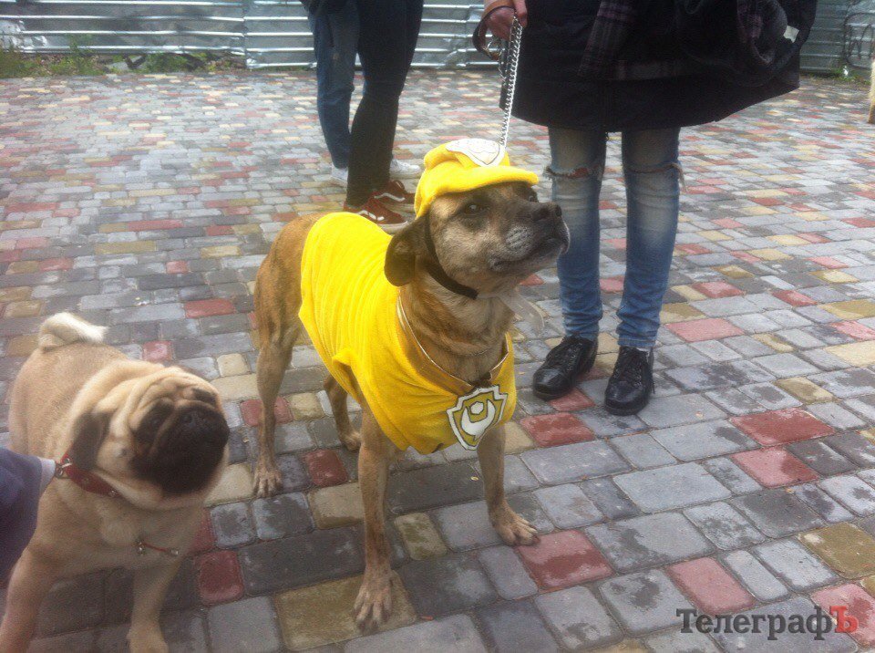 Костюмированный парад животных в Кременчуге Костюмированный парад животных в Кременчуге