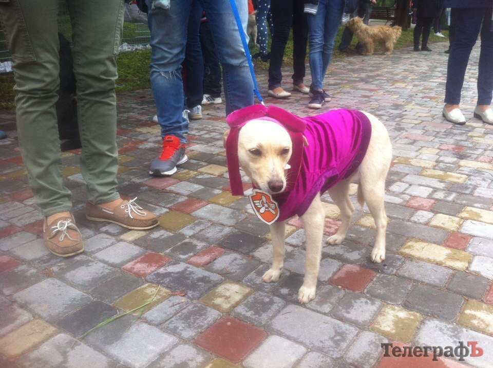 Костюмированный парад животных в Кременчуге Костюмированный парад животных в Кременчуге