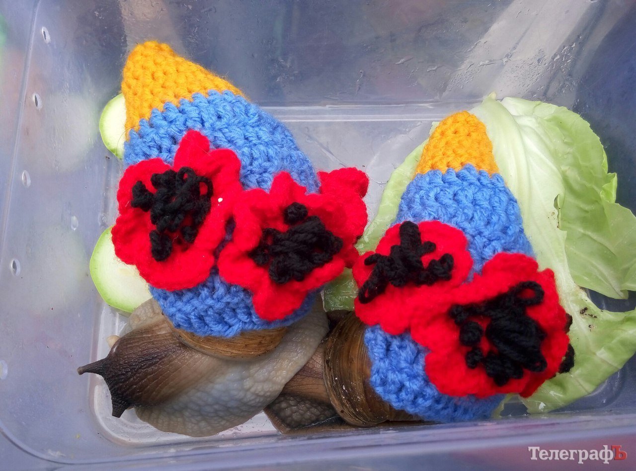 «Кубок Хатико» достался псу Умке из кременчугского приюта «Кубок Хатико» достался псу Умке из кременчугского приюта