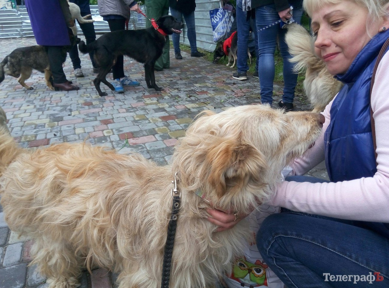Прямо на параде собаку из приюта Креветку забрала новая хозяйка Прямо на параде собаку из приюта Креветку забрала новая хозяйка