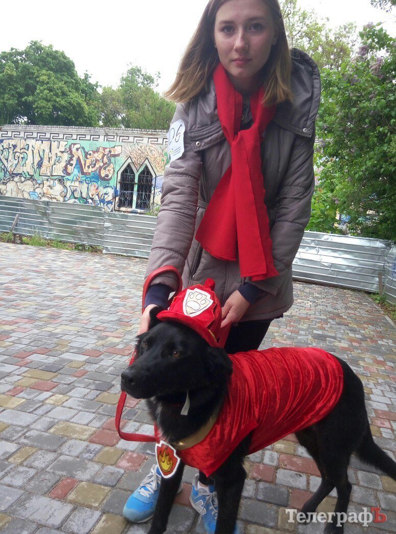 Прямо на параде собаку из приюта Креветку забрала новая хозяйка Прямо на параде собаку из приюта Креветку забрала новая хозяйка