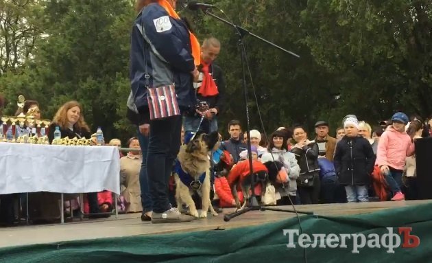 Прямо на параде собаку из приюта Креветку забрала новая хозяйка Прямо на параде собаку из приюта Креветку забрала новая хозяйка