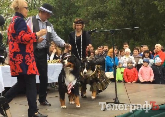 «Кубок Хатико» достался псу Умке из кременчугского приюта «Кубок Хатико» достался псу Умке из кременчугского приюта