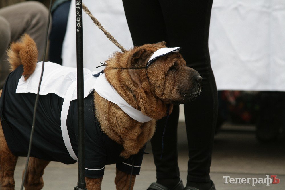 Парад животных в Кременчуге: голосование за участников Парад животных в Кременчуге: голосование за участников