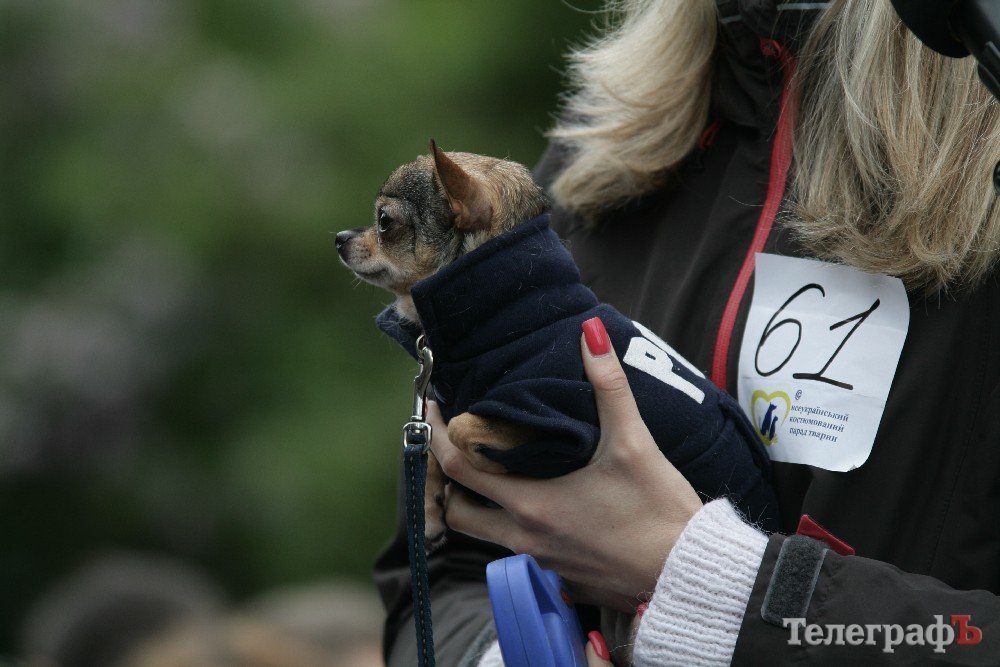 Парад животных в Кременчуге: голосование за участников Парад животных в Кременчуге: голосование за участников