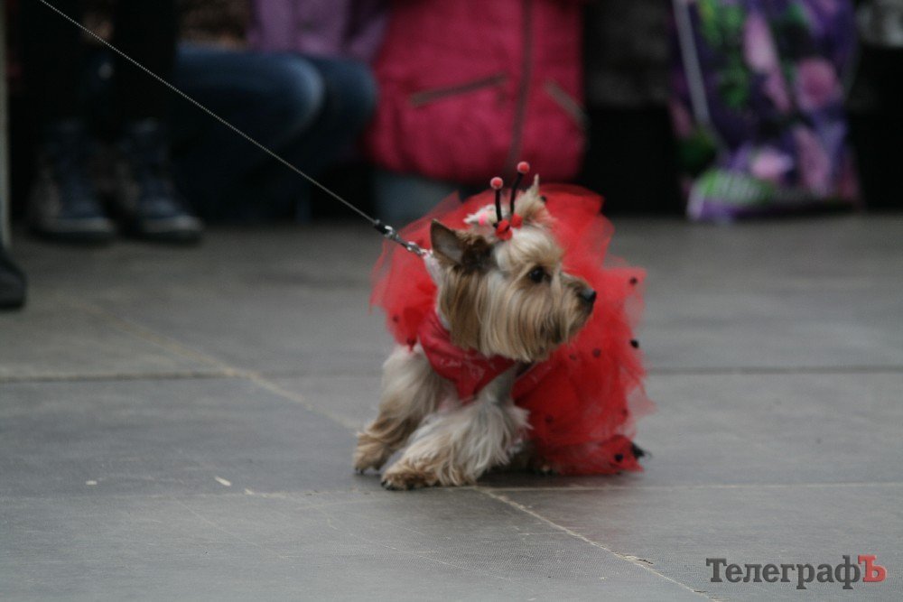 Парад животных в Кременчуге: голосование за участников Парад животных в Кременчуге: голосование за участников
