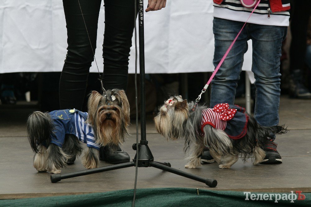 Парад животных в Кременчуге: голосование за участников Парад животных в Кременчуге: голосование за участников