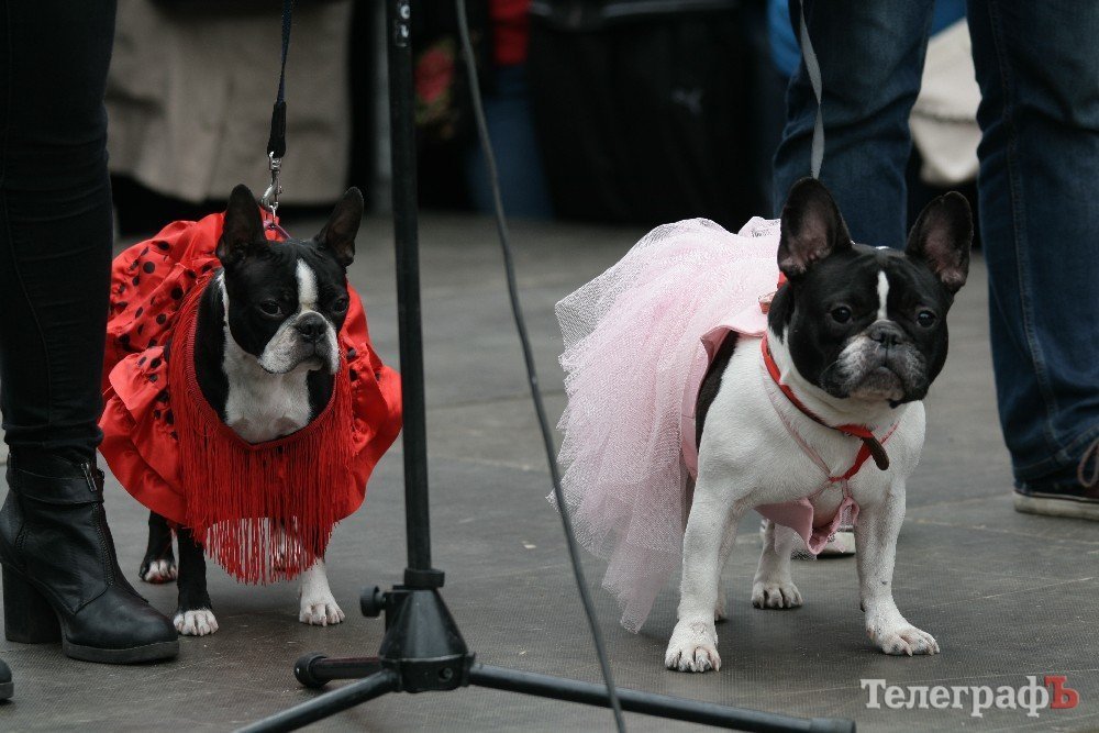 Парад животных в Кременчуге: голосование за участников Парад животных в Кременчуге: голосование за участников