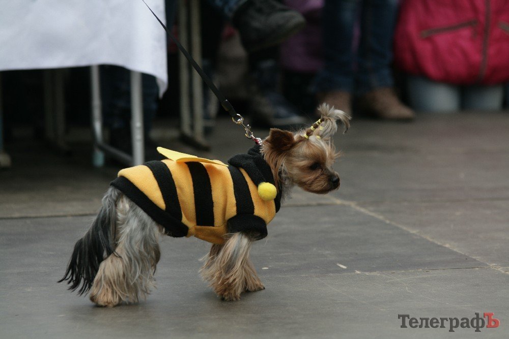Парад животных в Кременчуге: голосование за участников Парад животных в Кременчуге: голосование за участников